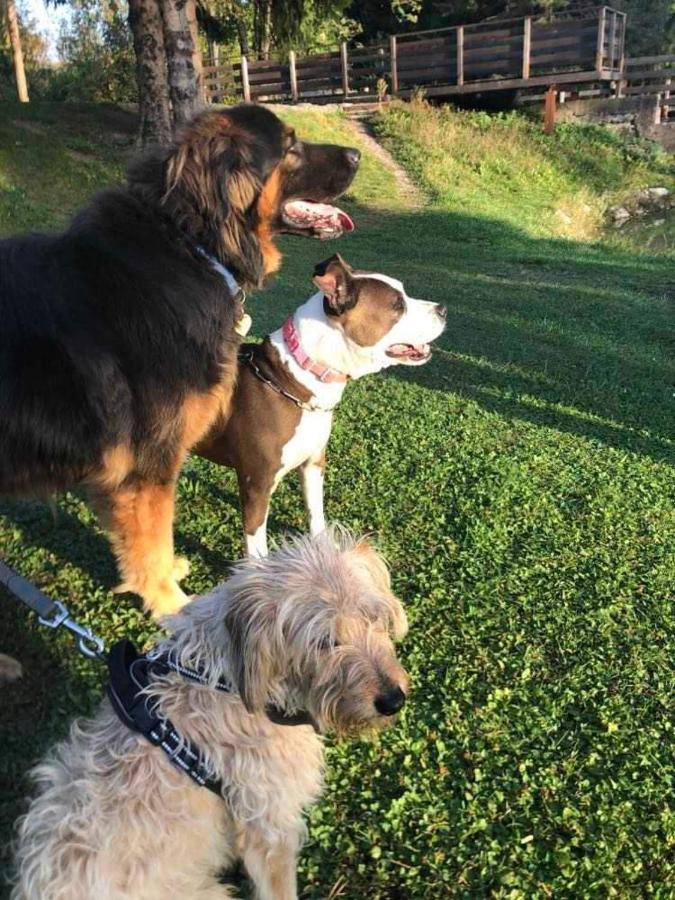 Holiday Guesthouse La Casina Di Butzi Pet Friendly - Terme Di Arta - Zoncolan Arta Terme Esterno foto